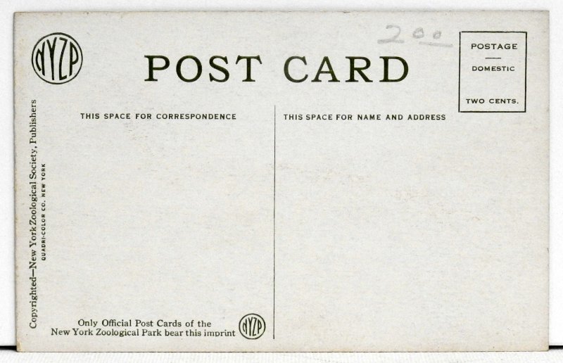 Golden Pheasant - New York Zoological Park