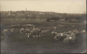 Haverhill MA Massachusetts Sheep Slaughter House Pasture Real Photo Postcard