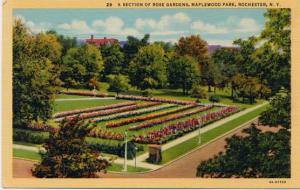 Section of Rose Gardens - Maplewood Park, Rochester, New York - Linen