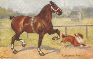 Norah Crummond. A Hackney Stallion Tuck Oilette Man's Best F...