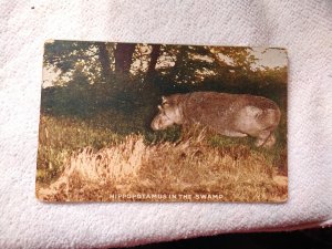 1907-15 Roosevelt Tour Hippopotamus in the Swamp Animal Divided Back Postcard