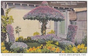 Florida Lake Worth Purple Bougainvillea At Thomas Nurseries 1945