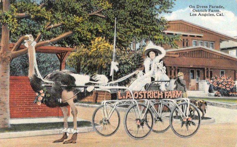 On Dress Parade OSTRICH FARM Los Angeles CA Ostrich Cart c1910s Vintage Postcard