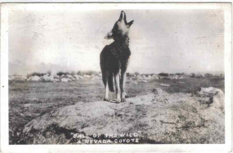 rppc - Nevada - CALL OF THE WILD - Howling Coyote - 1946