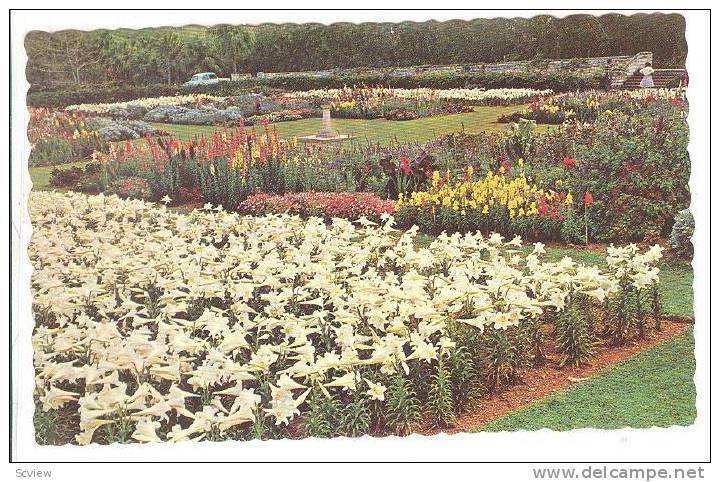 Bermuda Easter Lilies At The Government Agricultural Station, Paget, Bermuda,...