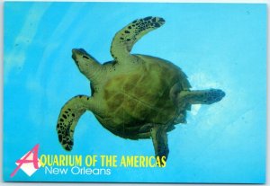 Turtle, The Gulf of Mexico Exhibit, Aquarium Of The Americas - New Orleans, LA 