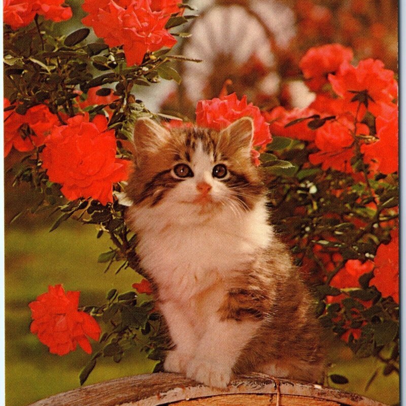 c1960s Adorable Little Kitten Sitting Pretty Cute Chrome Photo Postcard A68