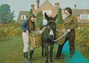 Pony Basket at Grape Harvest The Wine Vineyard Hambledon Hampshire Postcard