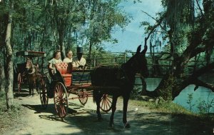 Vintage Postcard 1961 In A Surrey By The Ole Suwannee River Jungle Drive