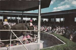 Elephant Show, Forest Park, ST LOUIS, Missouri,