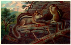 Chipmunk Western Chipmunks