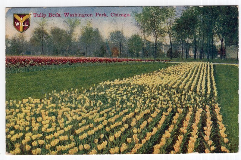 Chicago, Tulip Beds, Washington Park