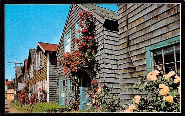 Roses on Bearkin Neck in Rockport, Massachusetts