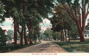 Vintage Postcard Elm Street Tall Trees West Springfield Massachusetts SNC Pub.