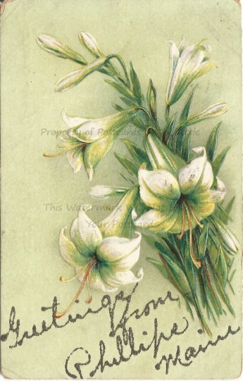 White Day Lilies on a Pale Lime Green Background Silver Glitter spell a Greeting