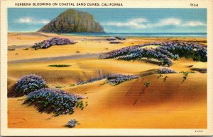 Vtg 1930s Verbena Bloomin on Coastal Sand Dunes California CA Linen Postcard