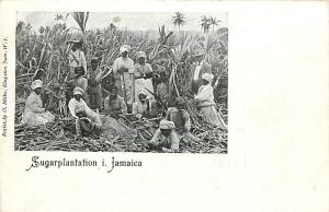 JAMAICA-SUGAR PLANTATION-NATIVES IN FIELD-OCCUPATION-K28659