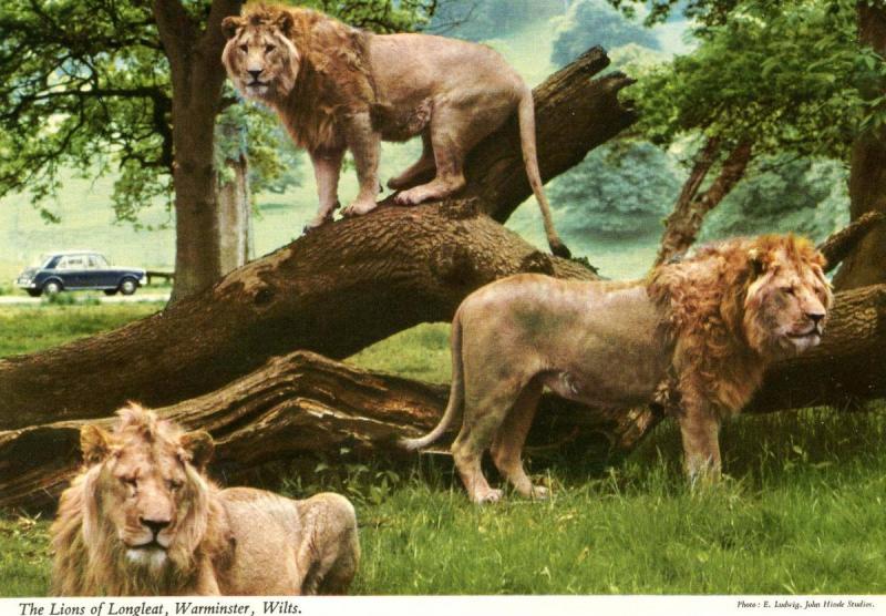 The Lions of Longleat, Wiltshire, United Kingdom