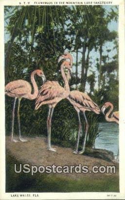 Flamingos - Lake Wales, Florida FL