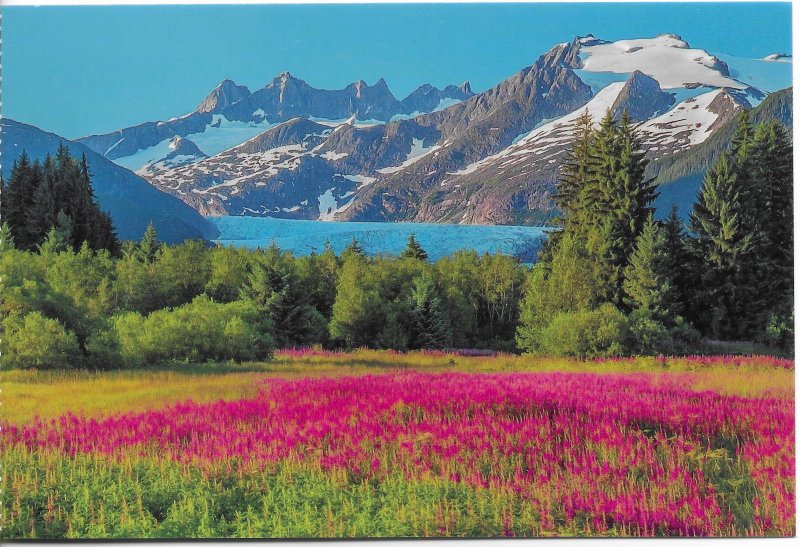 US Alaska - Mendenhall Glacier - Fireweed field in foreground. Beautiful.