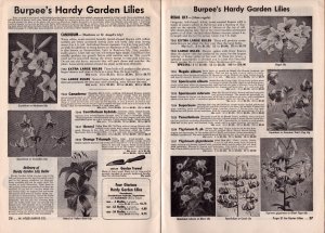 1953 Burpee Bulbs Fall Catalog  Plants Flowers  9 x 7