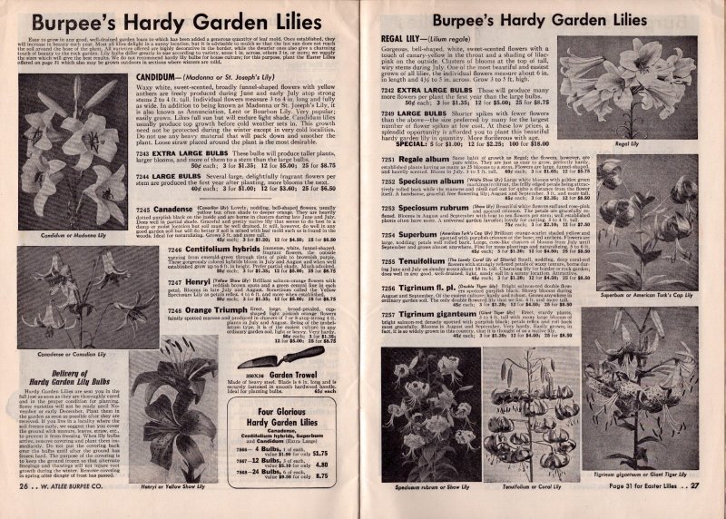 1953 Burpee Bulbs Fall Catalog  Plants Flowers  9 x 7