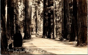 Vtg California CA Redwoods at Richardson Grove State Park RPPC 1940s Postcard