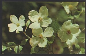 North Carolina DOGWOOD Beautiful Blooms Springtime - State Flower ~ Chrome
