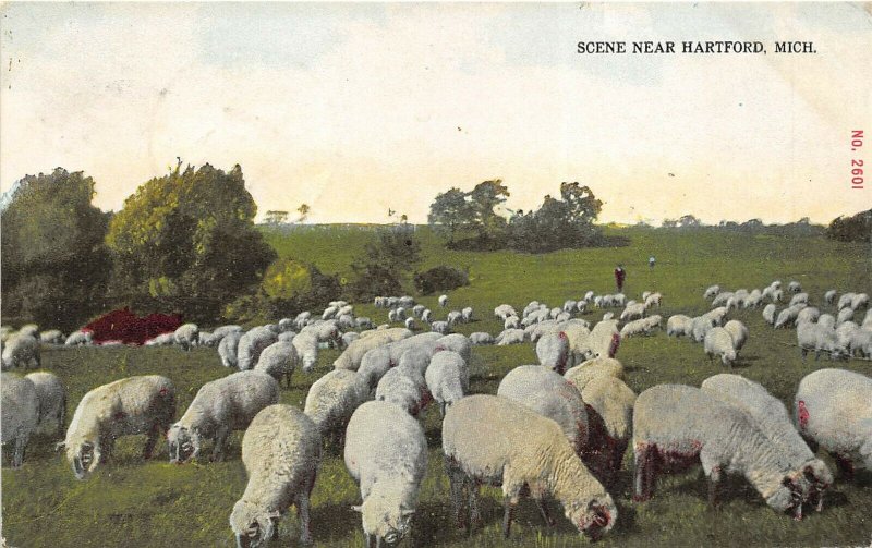 Hartford Michigan 1911 Postcard Scene With Sheep