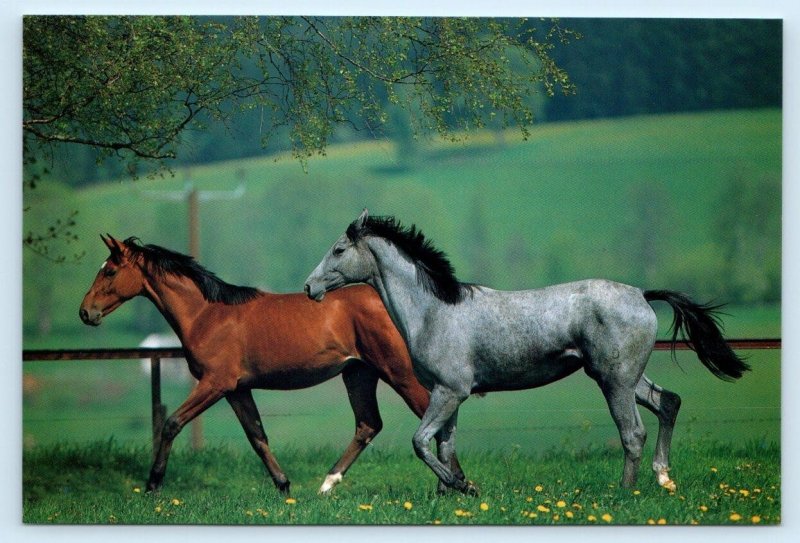 2 Modern Postcards OLDENBURG HORSES ~ HAFLINGER PONIES 4x6
