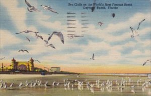 Florida Daytona Beach Seagulls On The Beach 1957 Curteich