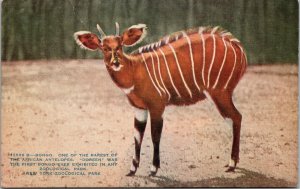 Bongo rarest of African Antelope, official Zoological Park New York Postcard