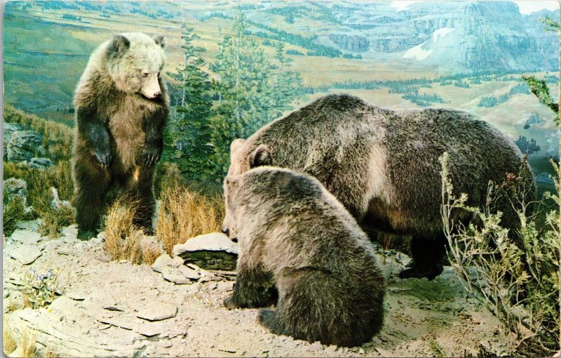 Grizzly Bear Mother Cubs Logan Pass Montana Natural History North Unp Postcard 