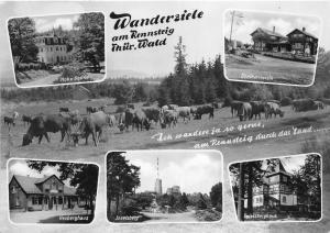 BG31564 wanderziele am rennsteig thur wald cow  germany   CPSM 14.5x10cm