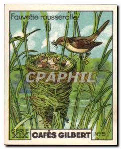 Image Coffees Gilbert Warbler rousserolle Bird