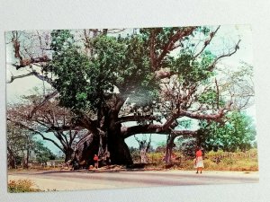 Vintage Postcard Tom Cringle's Cotton Tree near Spanish Town Jamaica the W.I.
