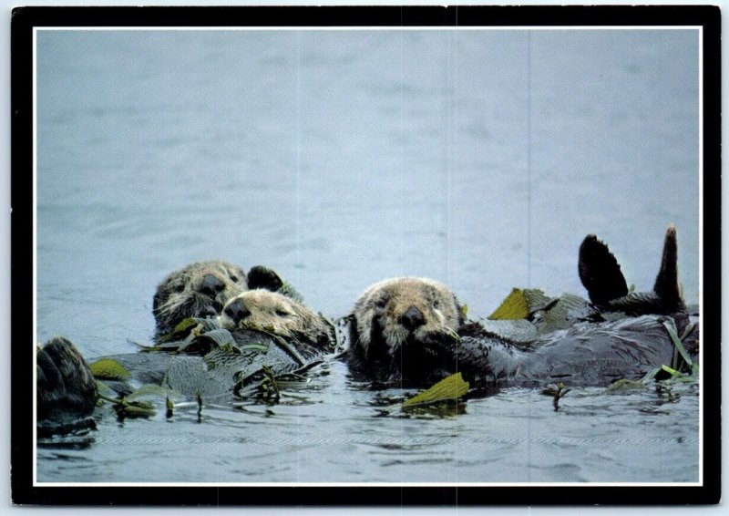 Postcard - Sea otters, Pacific Coast Wildlife - Pacific Coast