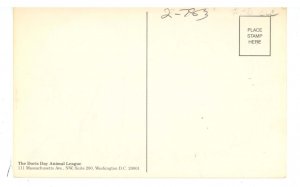 Dogs - A Black Beauty