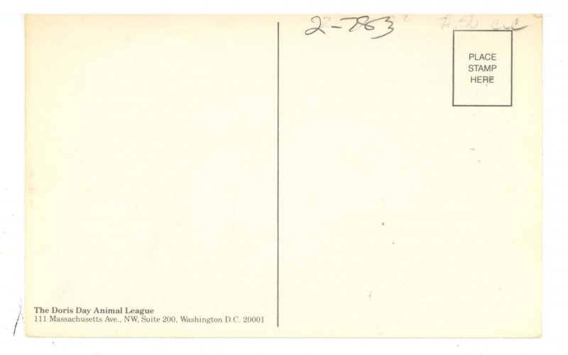 Dogs - A Black Beauty