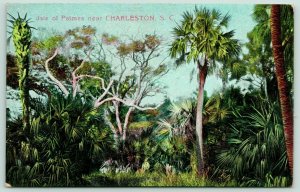 Charleston South Carolina~Isle of Palmes~Tropical Foliage~c1910 Postcard