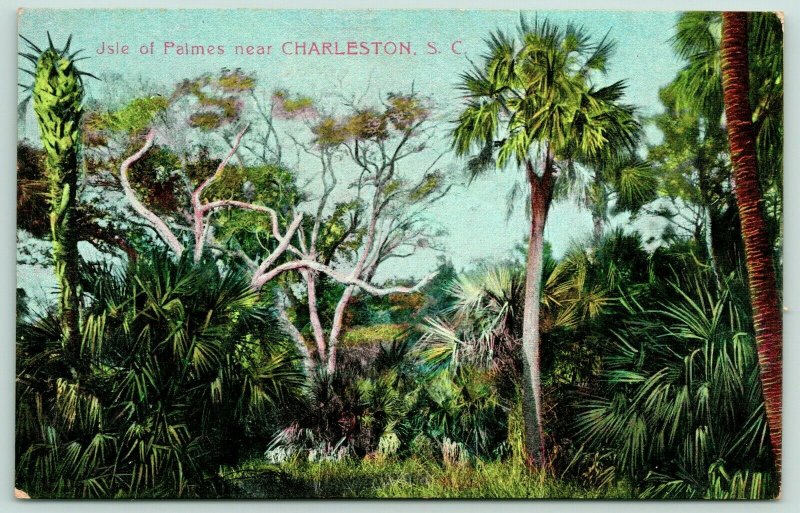 Charleston South Carolina~Isle of Palmes~Tropical Foliage~c1910 Postcard