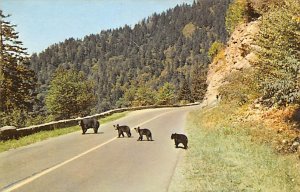 Mother Bear and Cubs Great Smoky Mountains National Park, USA Bear Unused 