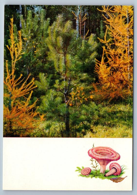 1971 MUSHROOMS of the Russian Forest Landscape Tree Lot 16 Postcards in Folder