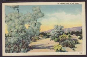 Smoke Trees on the Desert Postcard 4626