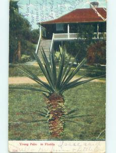 Divided-Back POSTCARD FROM Postmarked Hampton Florida FL HM6323