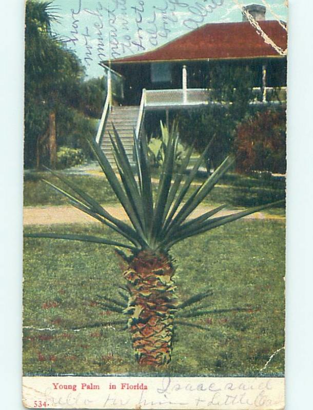 Divided-Back POSTCARD FROM Postmarked Hampton Florida FL HM6323