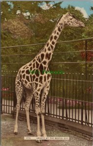 Animals Postcard - Giraffe at The Bristol Zoo   RS27762