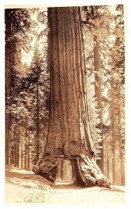 California  Redwood , tunnel for car RPPC