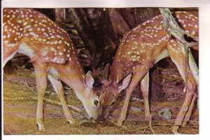 Deer, White-Tail Fawn, Maine,