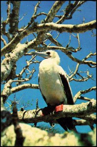 Ecuador Post card - Booby in Galapagos, 1973 used